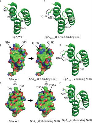 Diversity of Functionally Distinct Clonal Sets of Human Conventional Memory B Cells That Bind Staphylococcal Protein A